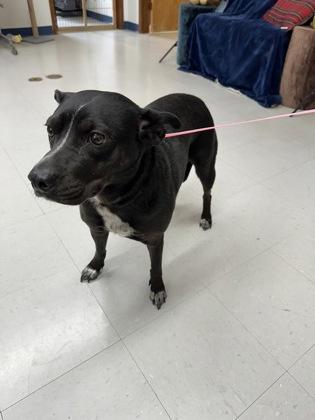 Rose, a Adoptable mixed breed in McCook, NE image 2/3