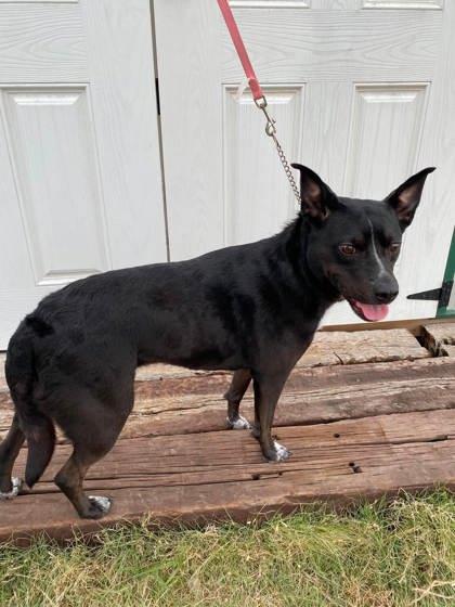 Rose, a Adoptable mixed breed in McCook, NE image 3/3