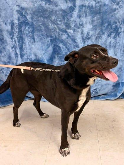 Enlarge Rose, a Adoptable mixed breed in McCook, NE image 3/3