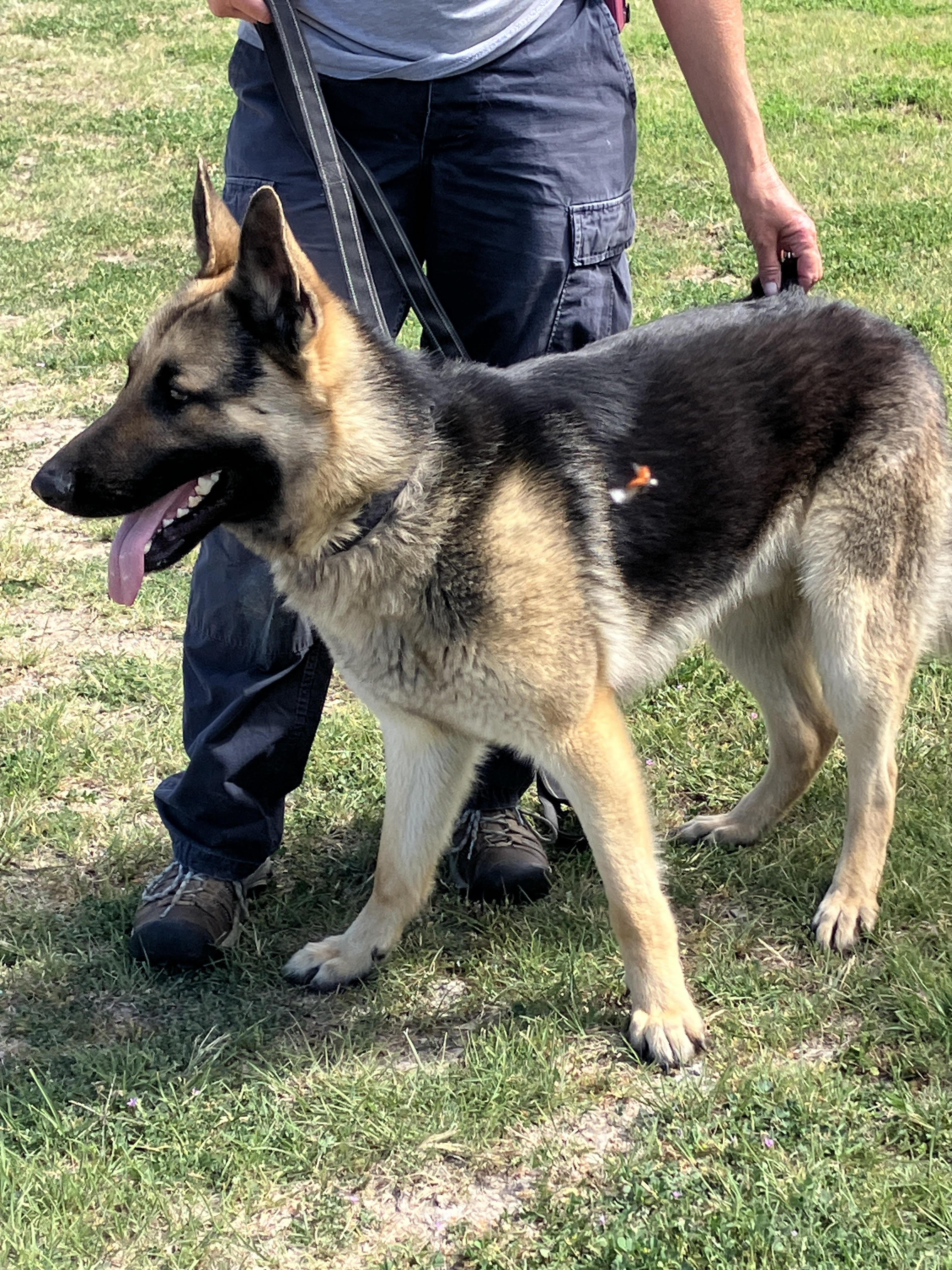 Enlarge TANK - Big Beautiful Boy, an adopted German Shepherd Dog in Georgetown, TX image 2/6