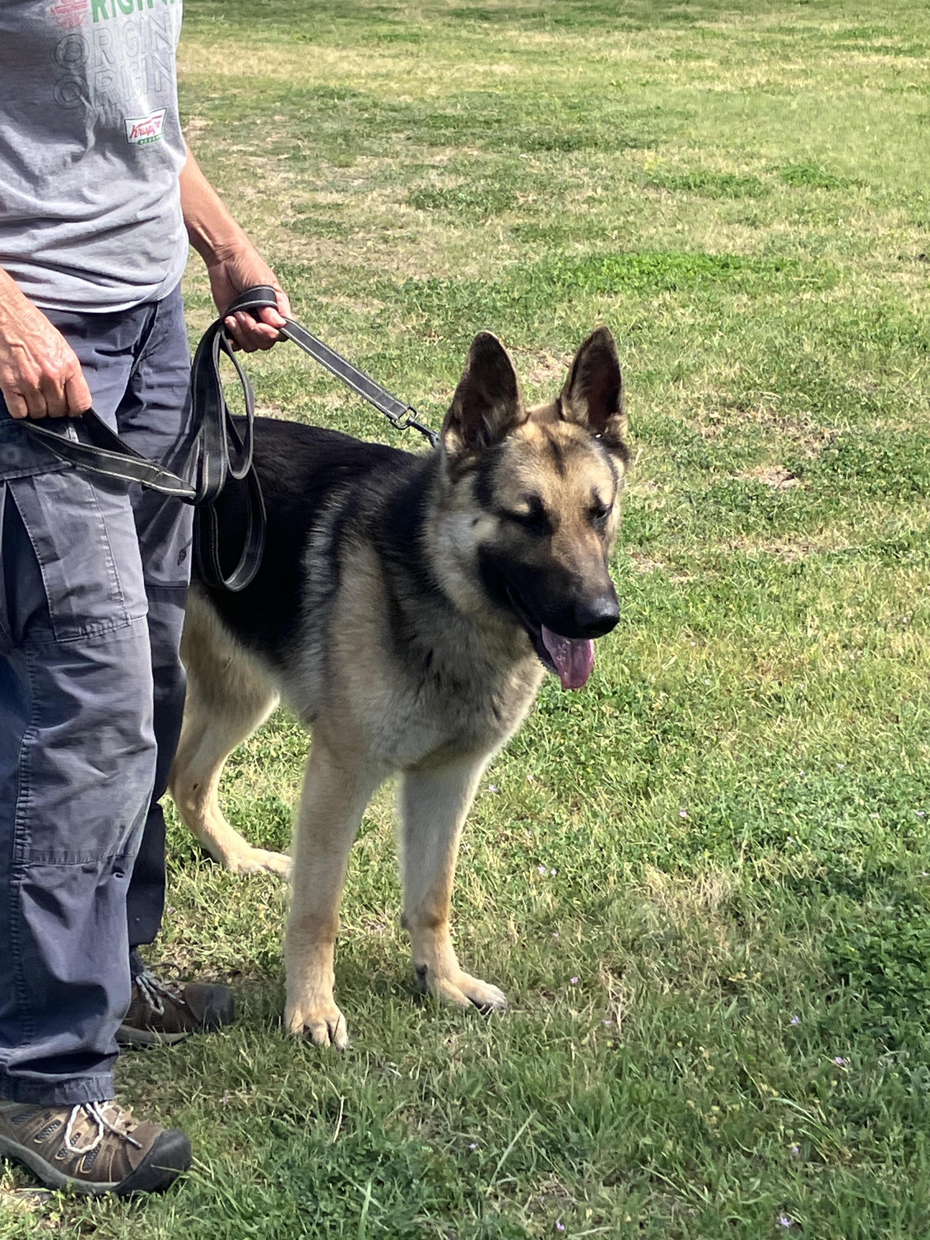Enlarge TANK - Big Beautiful Boy, an adopted German Shepherd Dog in Georgetown, TX image 1/6