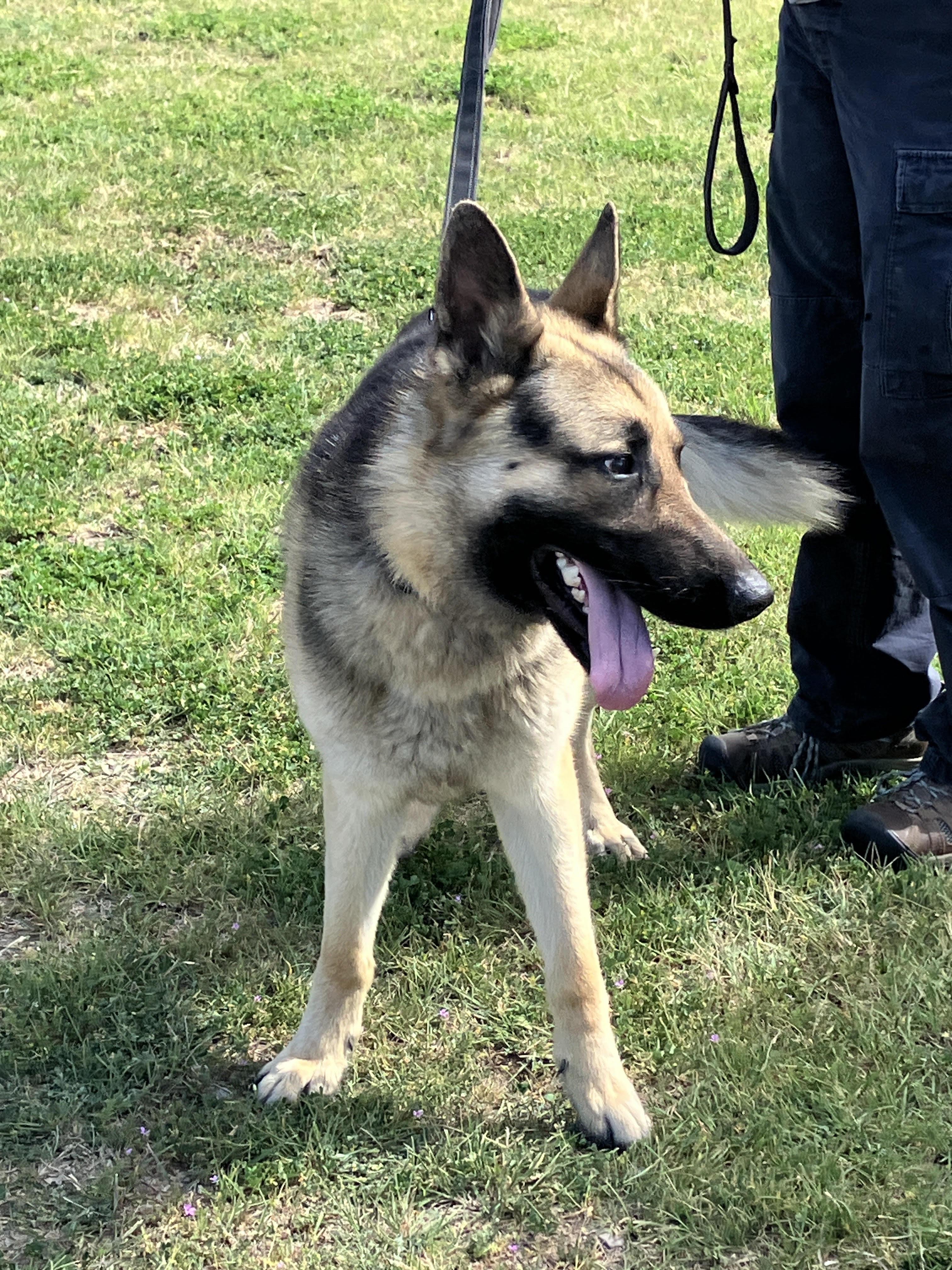 Enlarge TANK - Big Beautiful Boy, an adopted German Shepherd Dog in Georgetown, TX image 5/6