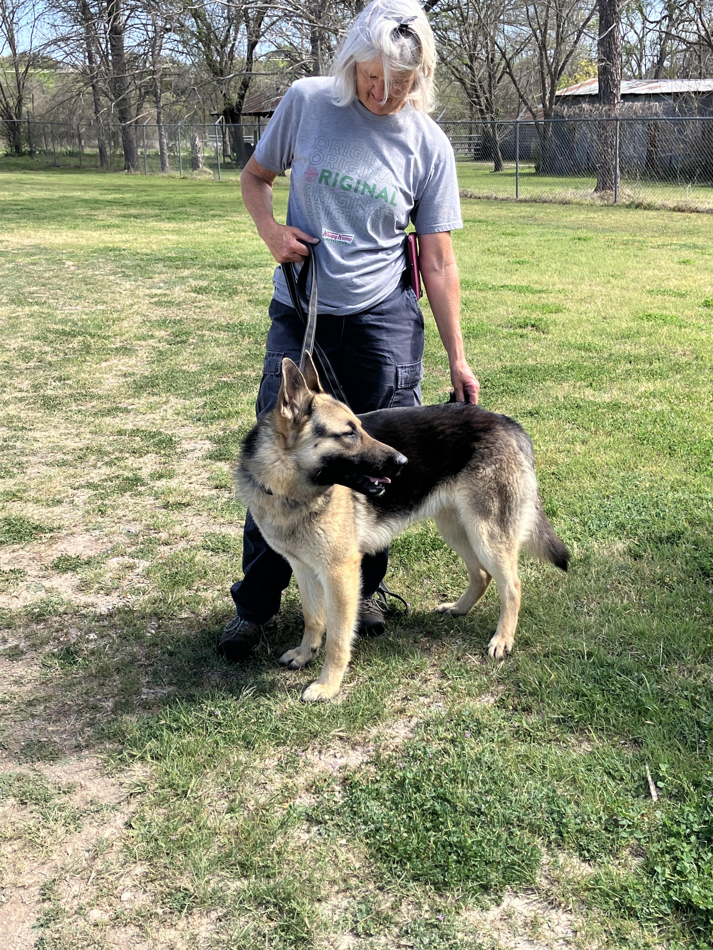 Enlarge TANK - Big Beautiful Boy, an adopted German Shepherd Dog in Georgetown, TX image 4/6