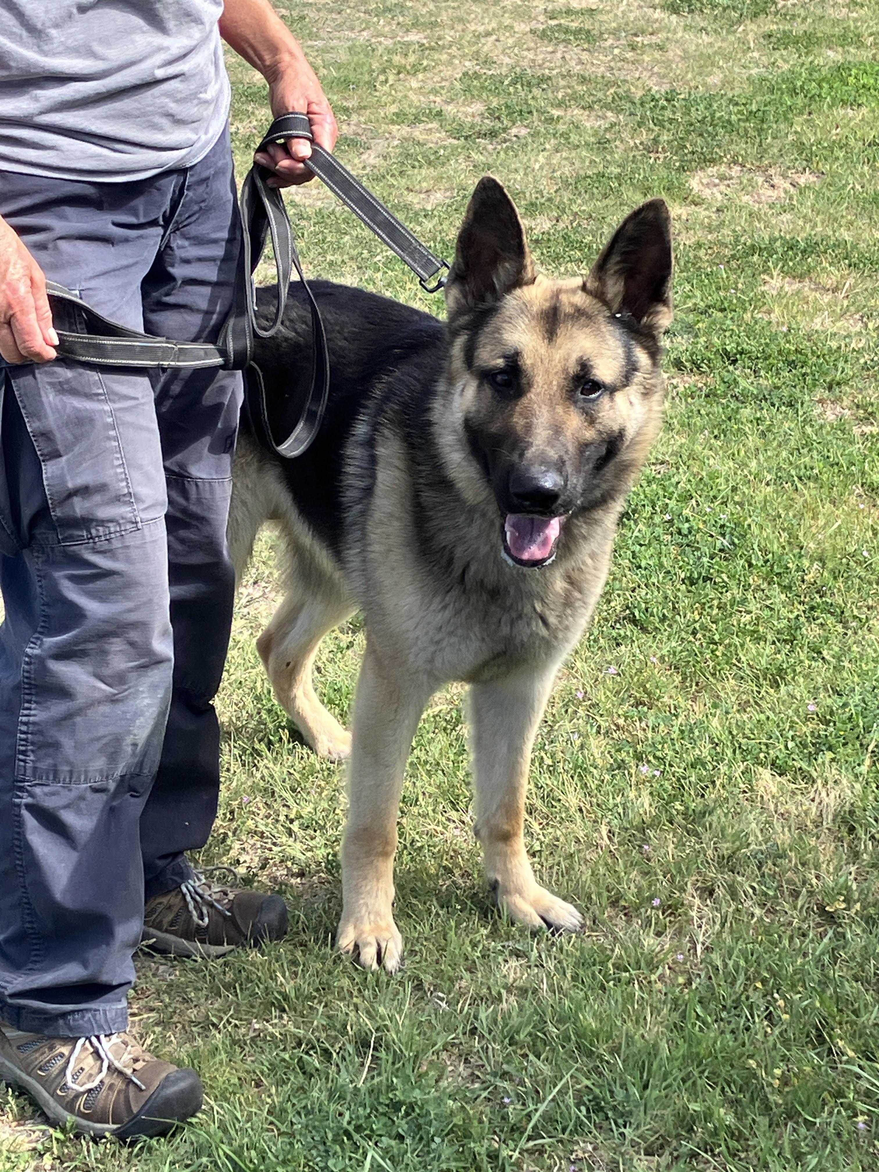 Enlarge TANK - Big Beautiful Boy, an adopted German Shepherd Dog in Georgetown, TX image 3/6