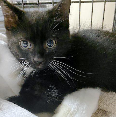 Enlarge Luna, a ADOPTABLE mixed breed in Lake Monroe, FL image 2/6