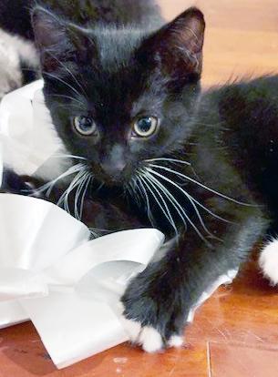 Enlarge Luna, a ADOPTABLE mixed breed in Lake Monroe, FL image 5/6