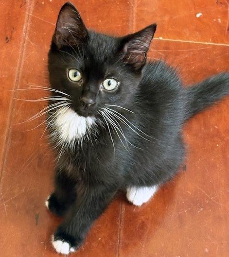 Luna, ADOPTABLE, Kitten Female Domestic Short Hair.