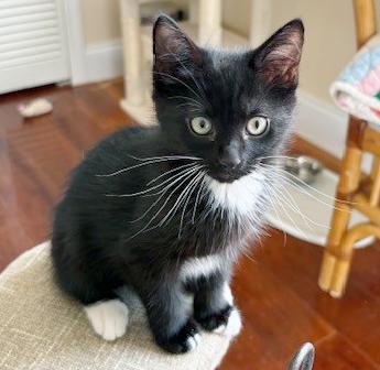 Enlarge Luna, a ADOPTABLE mixed breed in Lake Monroe, FL image 4/6