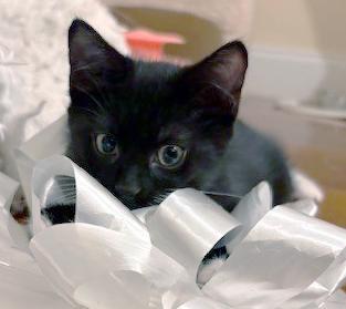 Enlarge Luna, a ADOPTABLE mixed breed in Lake Monroe, FL image 6/6