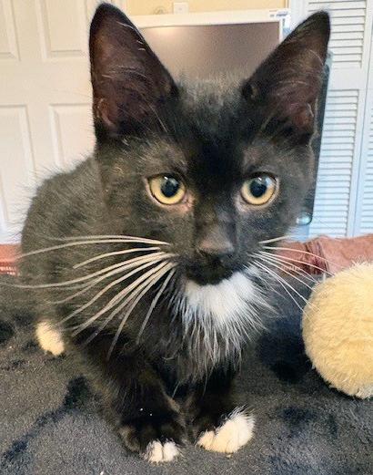 Enlarge Luna, a ADOPTABLE mixed breed in Lake Monroe, FL image 3/6