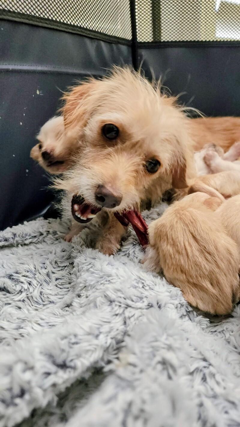 Enlarge Sara Bellum, a Adoptable mixed breed in Van Nuys, CA image 1/6