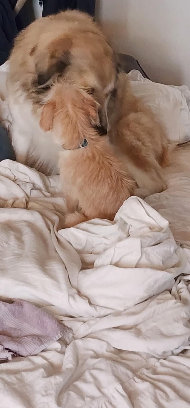 Enlarge Sara Bellum, a Adoptable mixed breed in Van Nuys, CA image 2/6