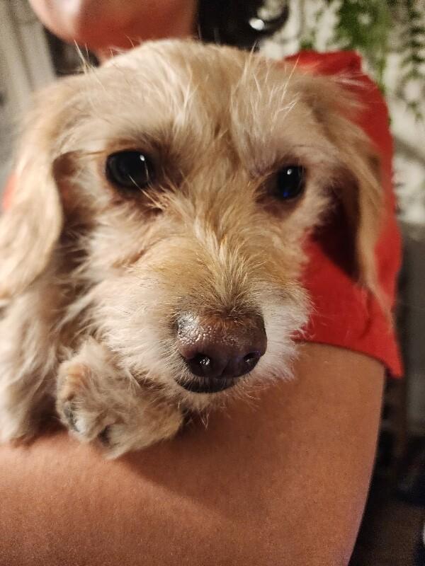 Enlarge Sara Bellum, a Adoptable mixed breed in Van Nuys, CA image 4/6