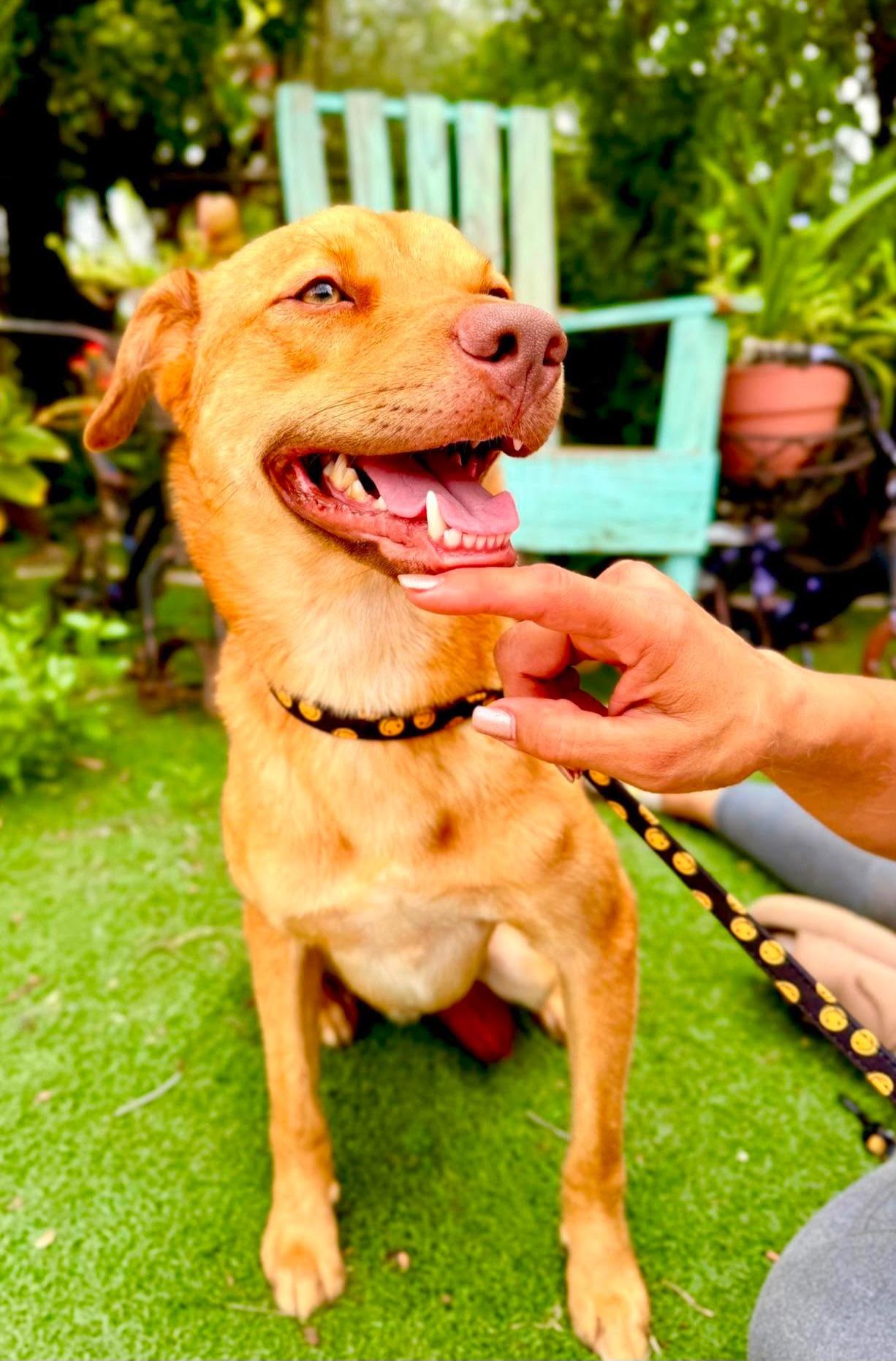 Enlarge Johnny, a Adoptable mixed breed in Fabius, NY image 5/6