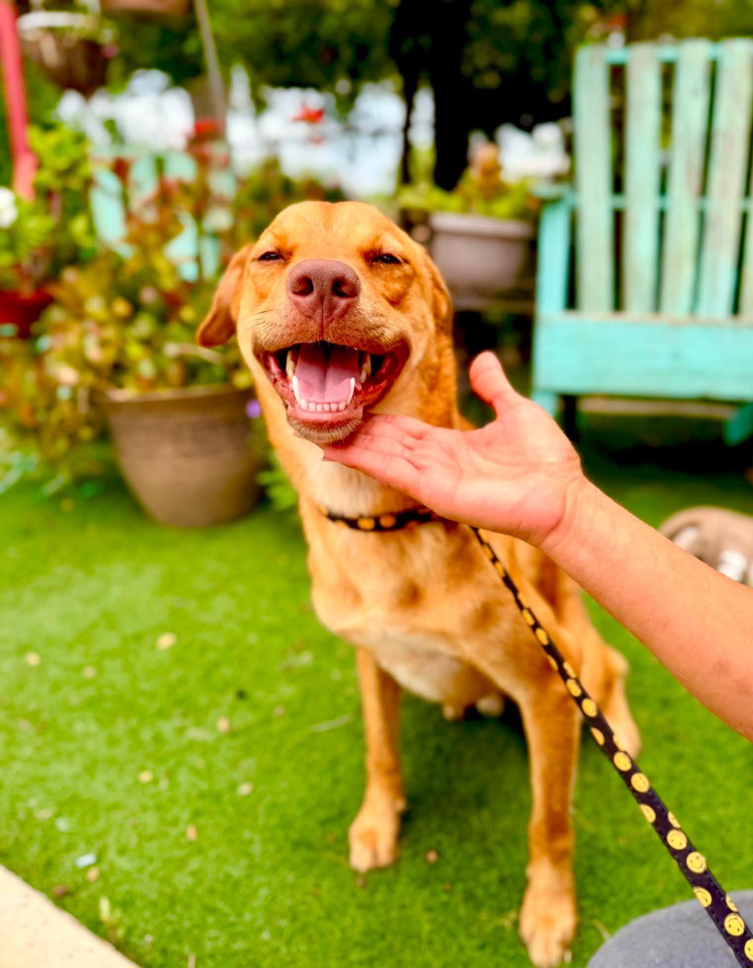 Enlarge Johnny, a Adoptable mixed breed in Fabius, NY image 2/6