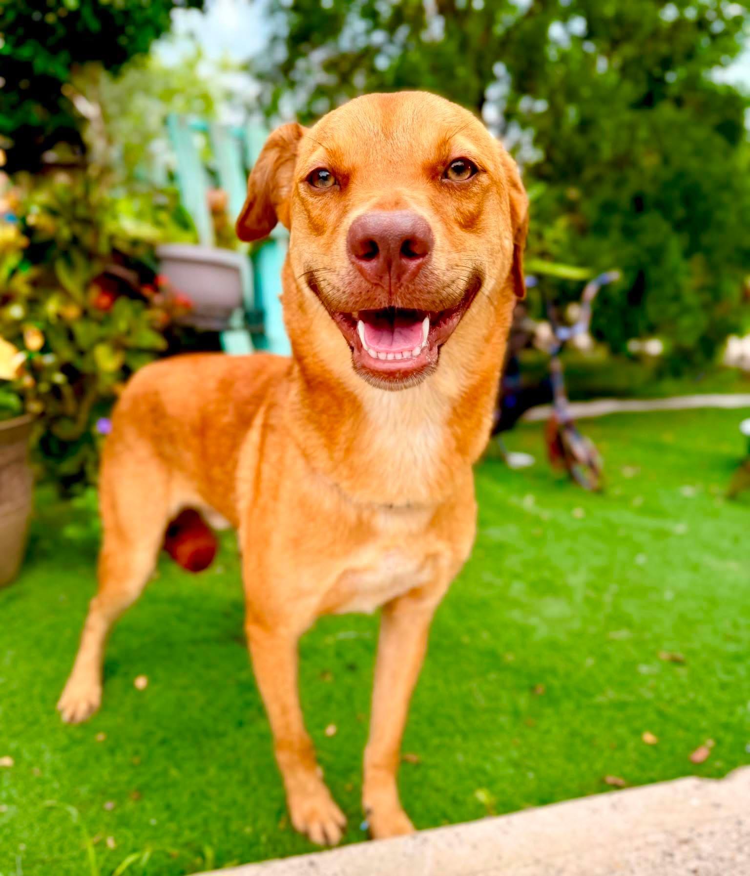Johnny, Adoptable, Young Male Canaan Dog & Jindo.