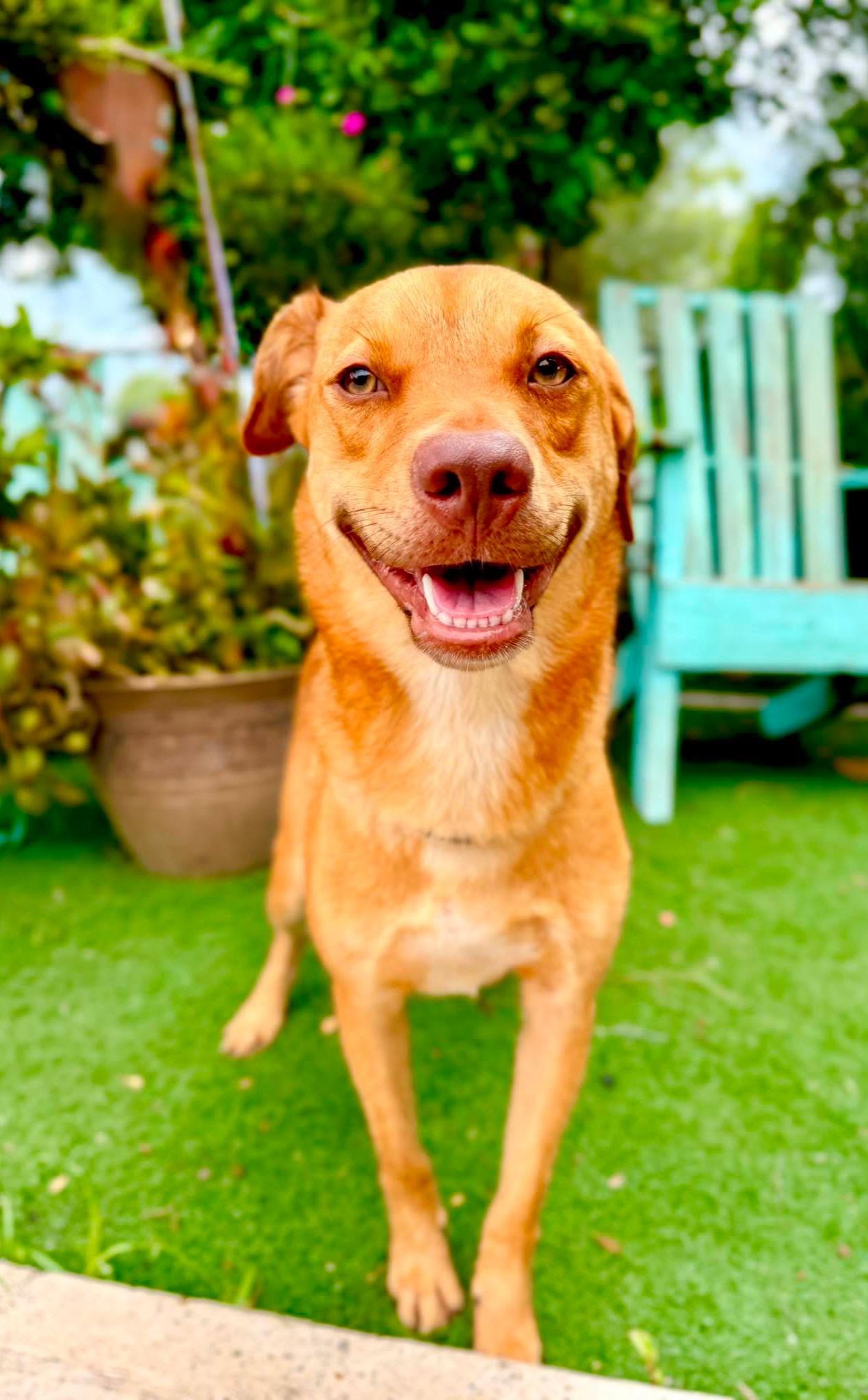 Enlarge Johnny, a Adoptable mixed breed in Fabius, NY image 4/6