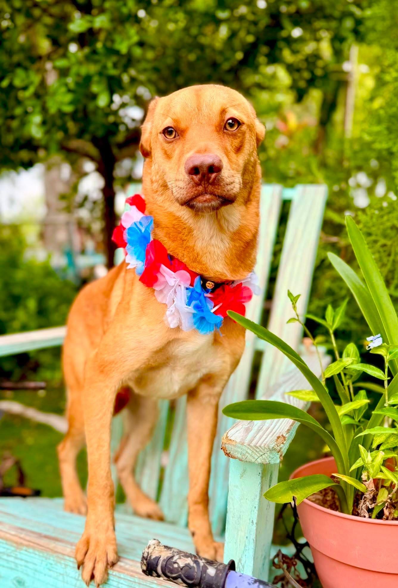 Enlarge Johnny, a Adoptable mixed breed in Fabius, NY image 3/6