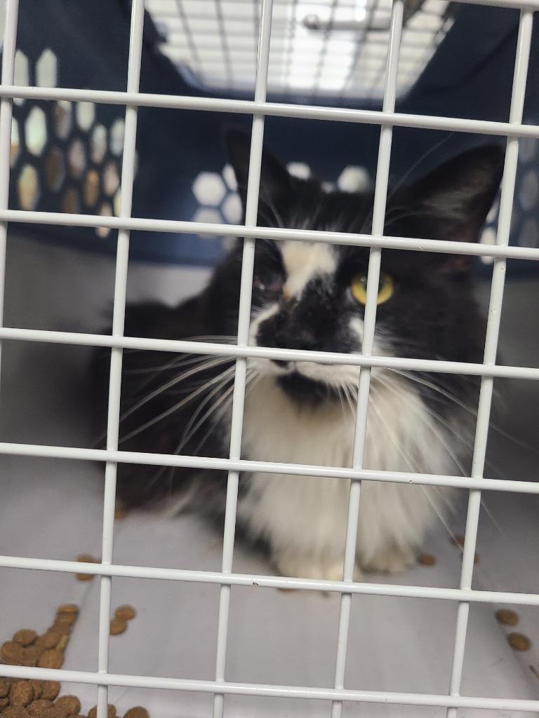 C406-26, Adoptable, Young Female Domestic Short Hair.