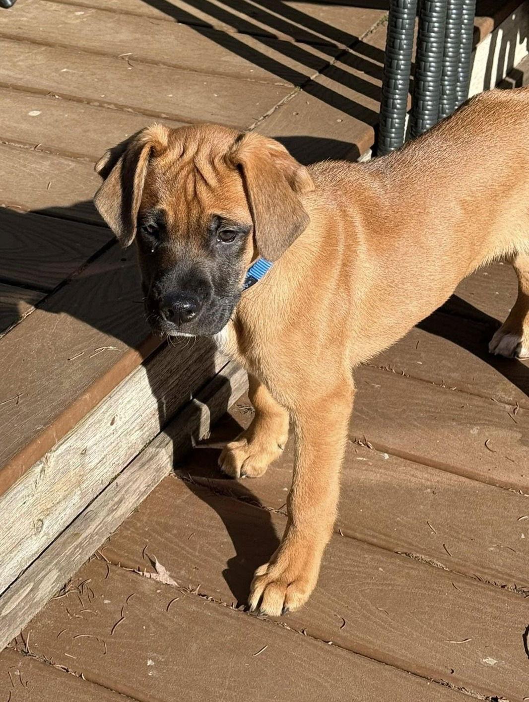 Comet, Adoptable, Young Male Boxer.