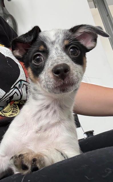 Enlarge Matcha the puppy, an adopted mixed breed in Las Vegas, NV image 4/4