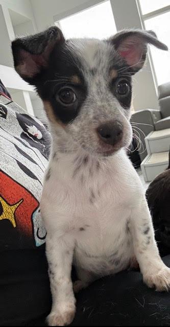 Enlarge Matcha the puppy, an adopted mixed breed in Las Vegas, NV image 2/4