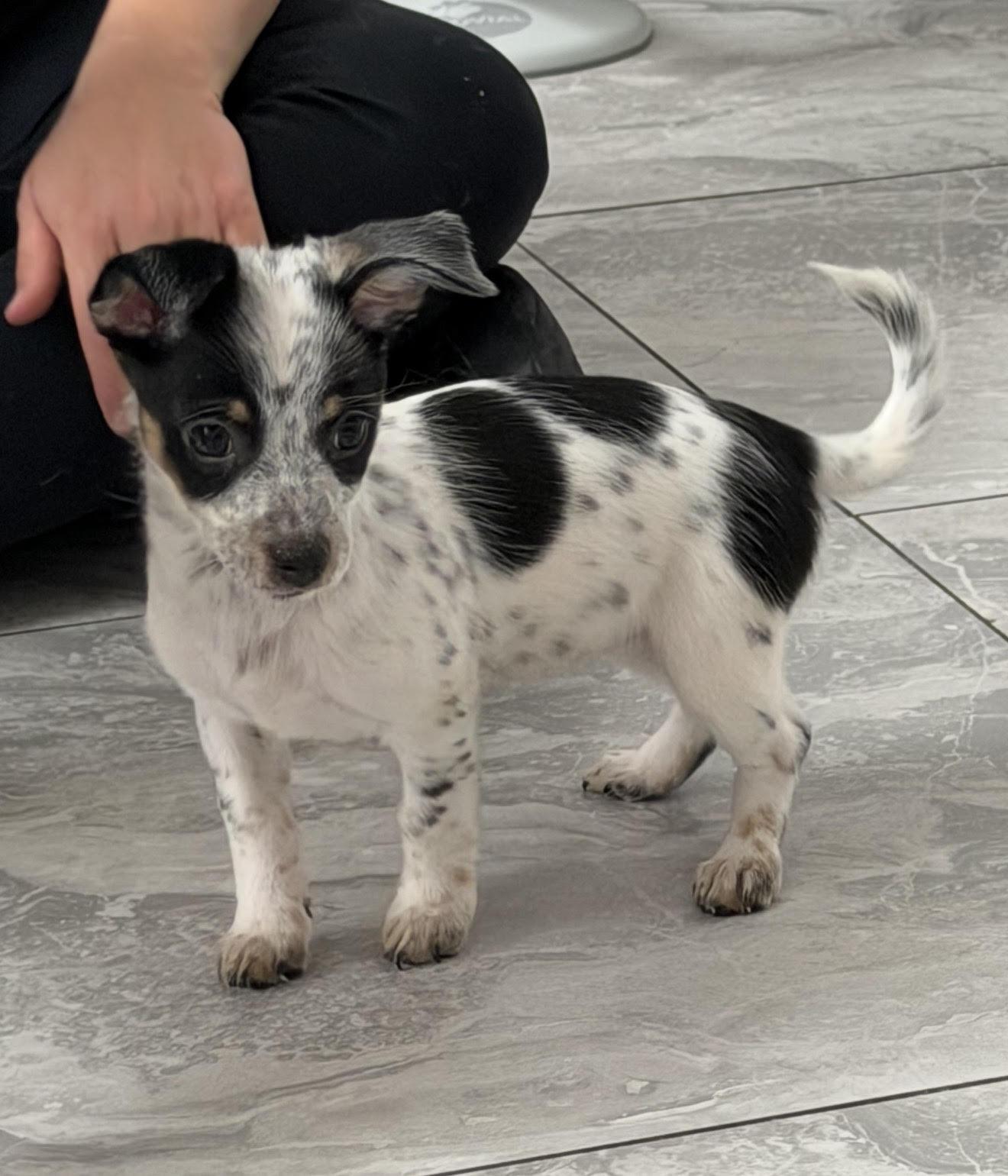 Matcha the puppy, adopted, Puppy Female Yorkshire Terrier & Chihuahua.