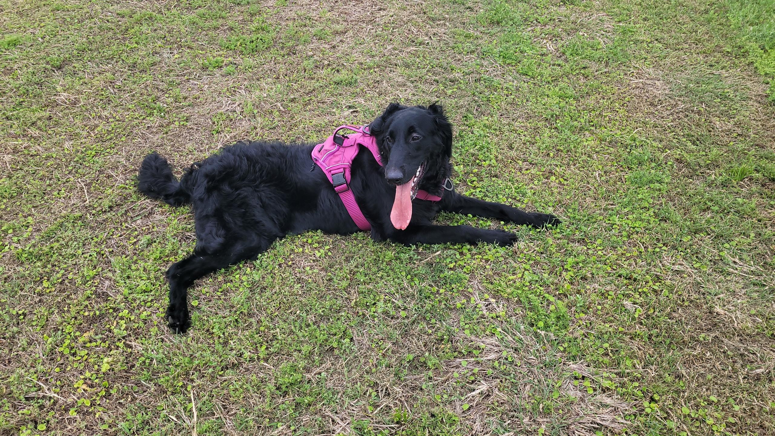Sonic, Adoptable, Adult Male Goldendoodle.