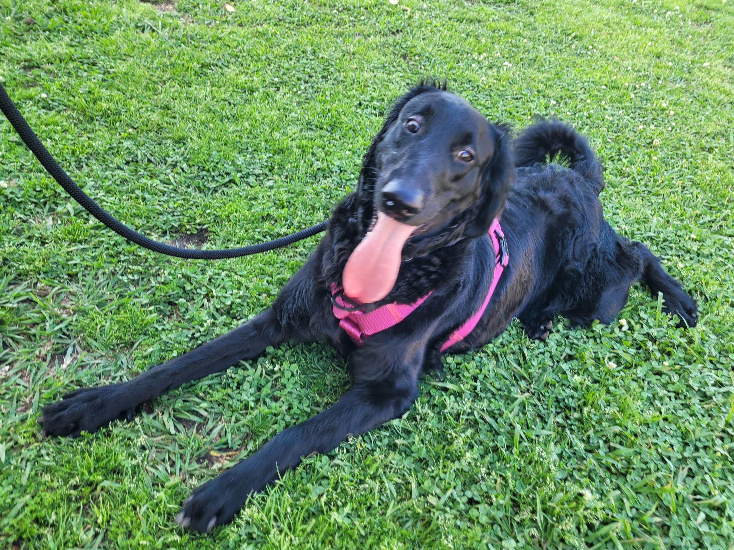 Sonic, an adoptable Goldendoodle in Magnolia, TX, 77354 | Photo Image 1