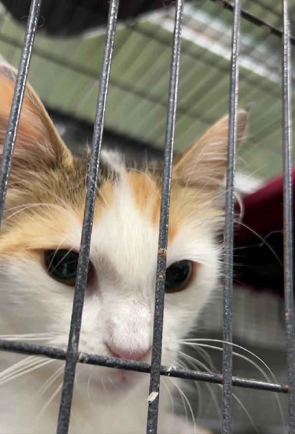 DRIZZLE, Young Female Domestic Medium Hair
