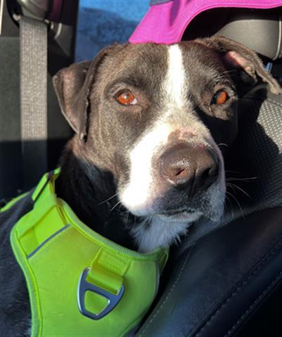 DRACO, Adoptable, Adult Male Border Collie & Mixed Breed.