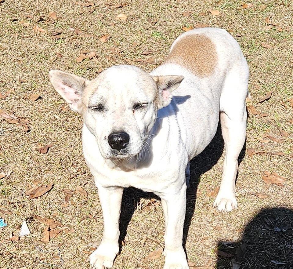 Enlarge Reba, a Adoptable mixed breed in Ridgeland, SC image 1/2