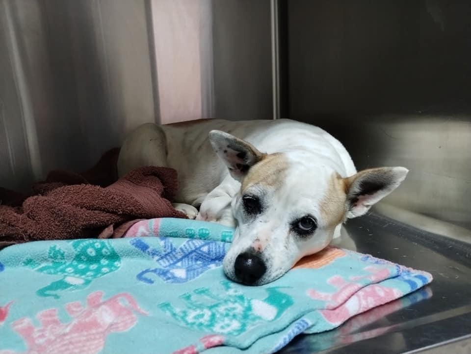 Enlarge Reba, a Adoptable mixed breed in Ridgeland, SC image 2/2