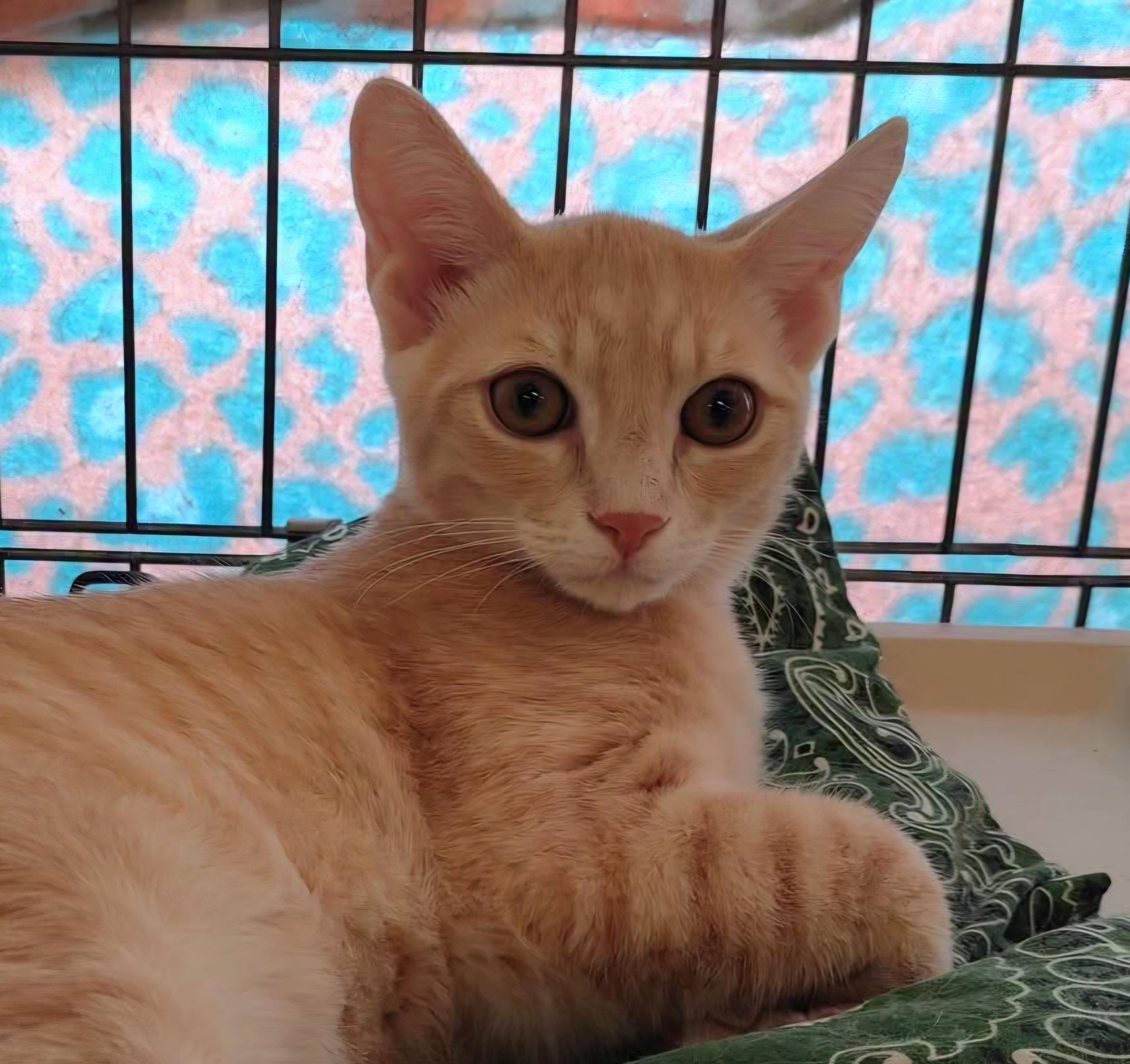 Enlarge Ross, a ADOPTABLE Domestic Short Hair in Hillsborough, NJ image 1/2