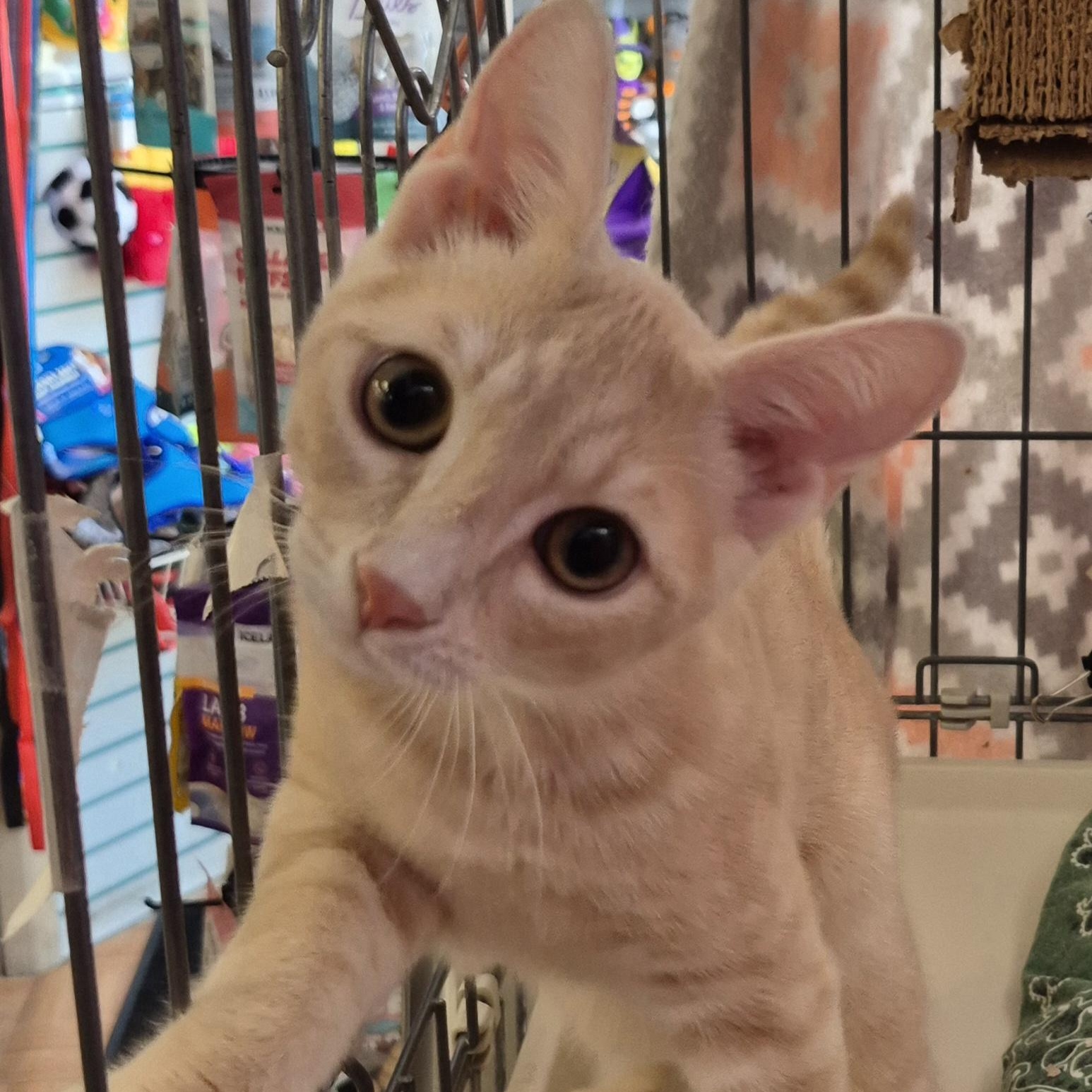 Enlarge Ross, a ADOPTABLE Domestic Short Hair in Hillsborough, NJ image 2/2