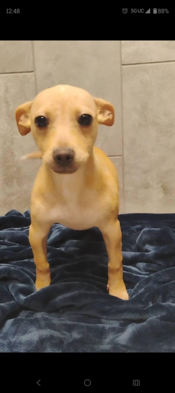 Enlarge Nugget, an adopted mixed breed in Cody, WY image 2/3