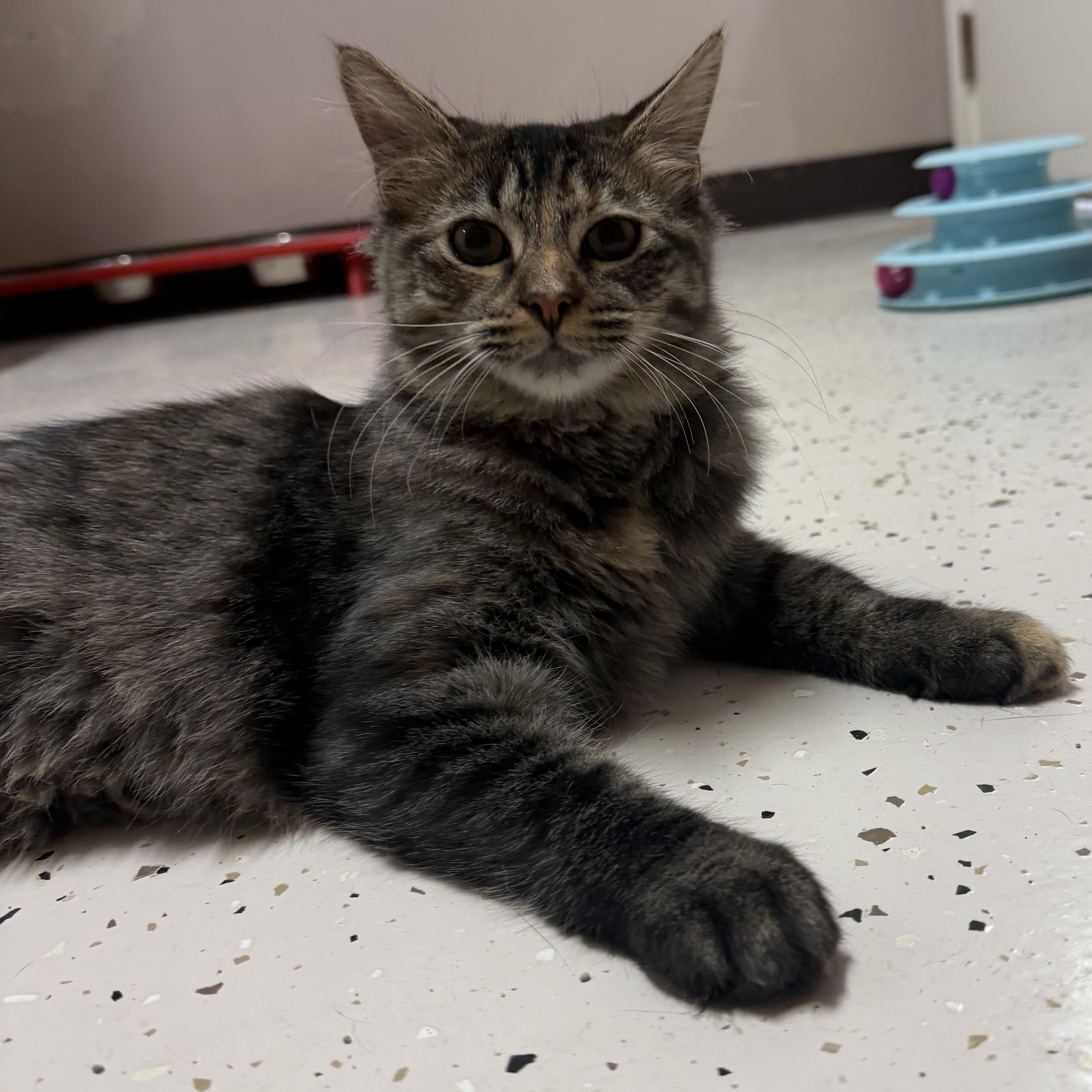 Enlarge Sheba, a Adoptable Domestic Short Hair in Aransas Pass, TX image 3/4
