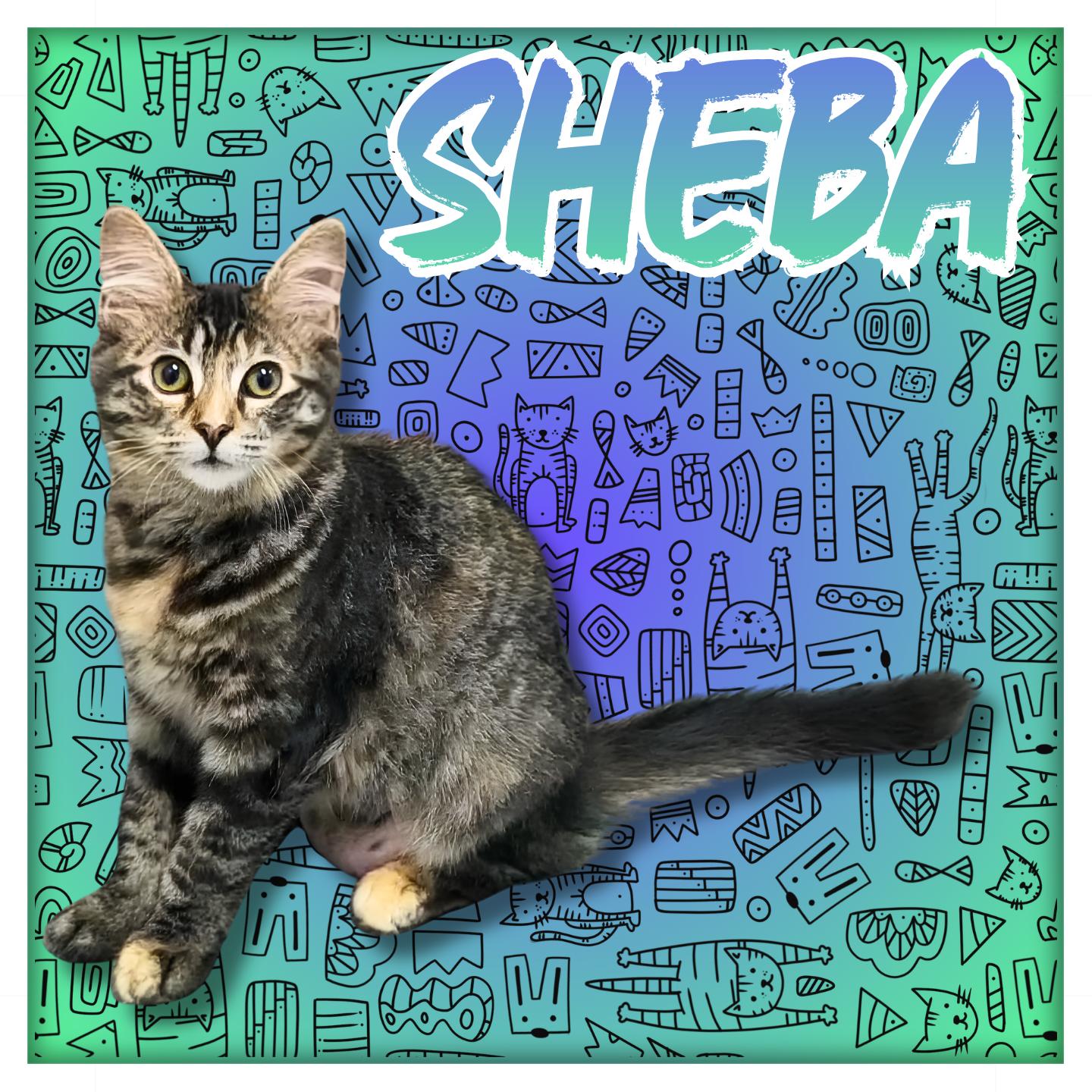 Enlarge Sheba, a Adoptable Domestic Short Hair in Aransas Pass, TX image 4/4