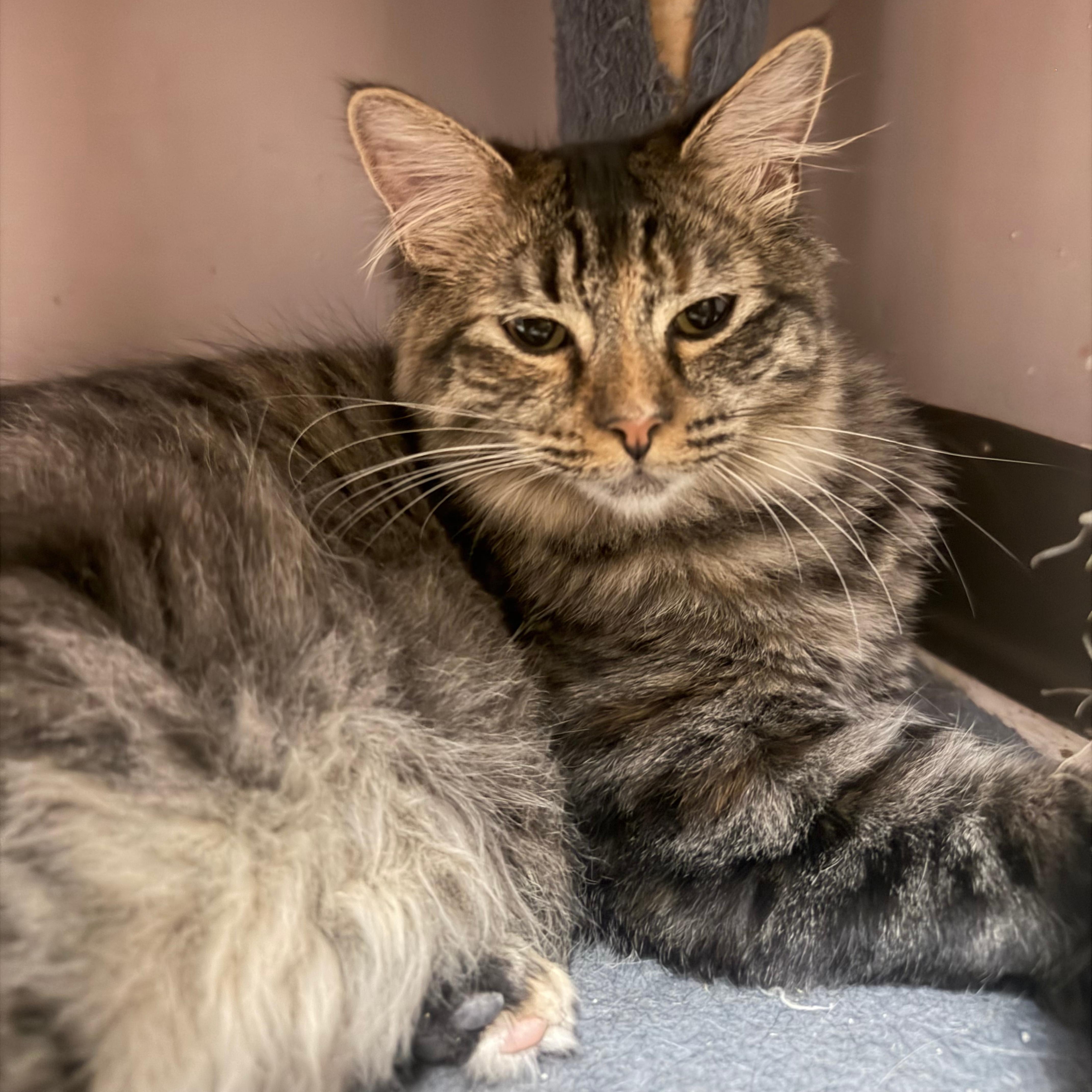 Sheba, Adoptable, Young Female Domestic Short Hair.