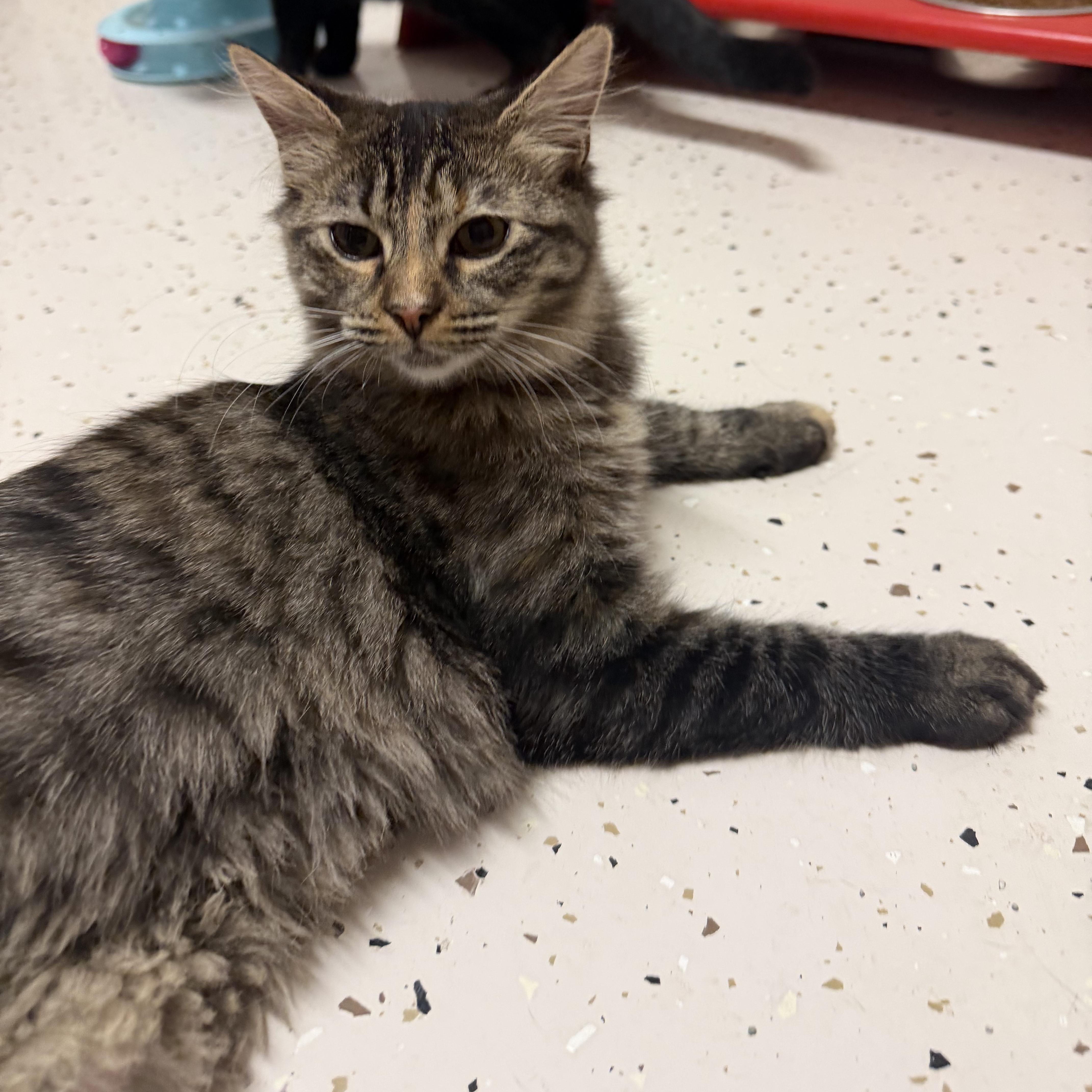 Enlarge Sheba, a Adoptable Domestic Short Hair in Aransas Pass, TX image 2/4