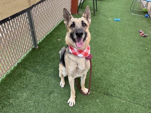 MAJOR TOM, Adoptable, Adult Male German Shepherd Dog.
