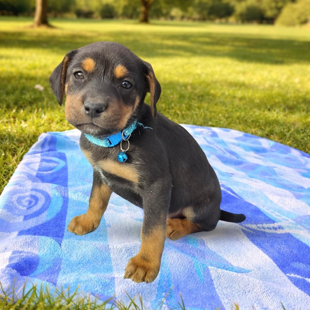 Butterfree, Adoptable, Puppy Female Mixed Breed.