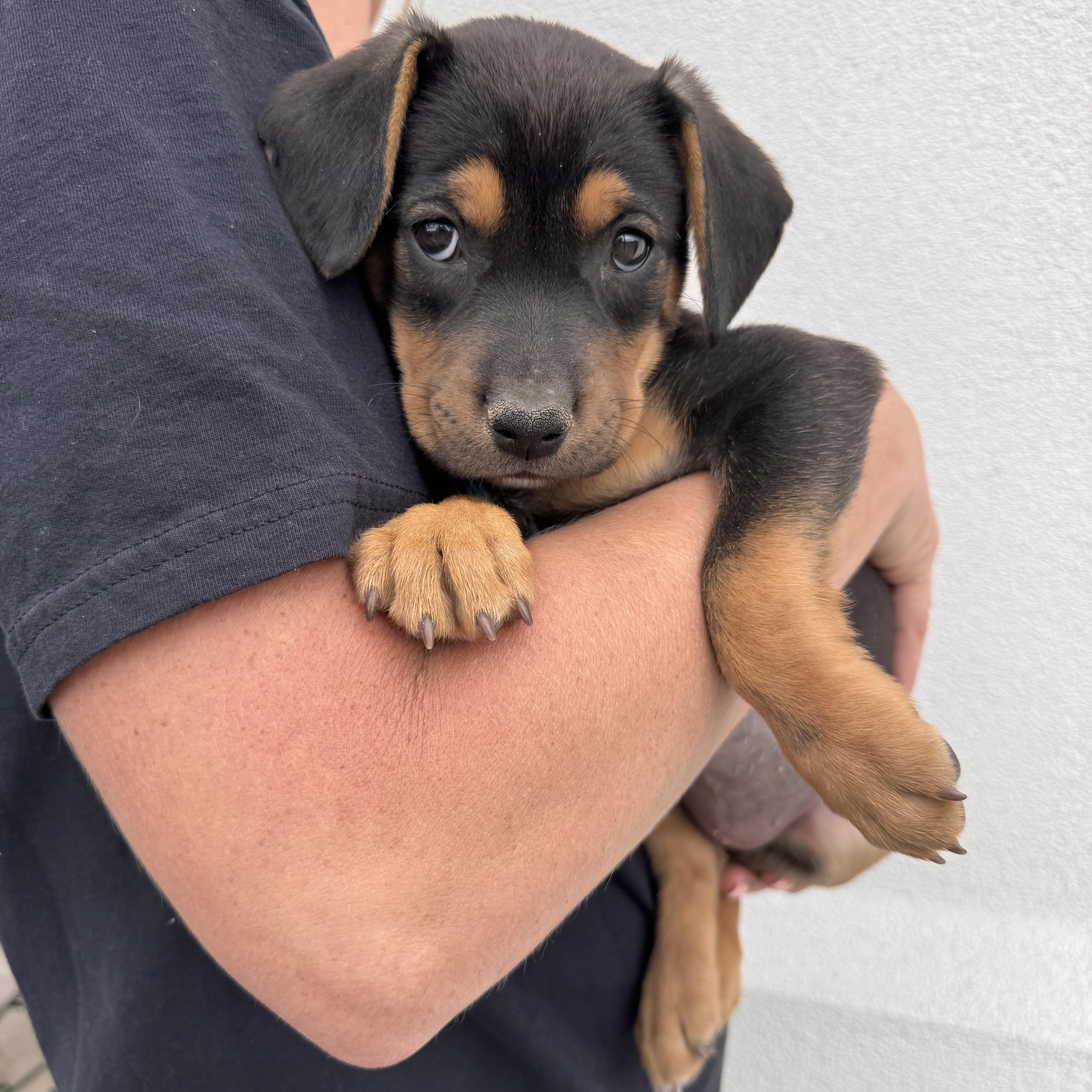 Butterfree, Adoptable, Puppy Female Mixed Breed.