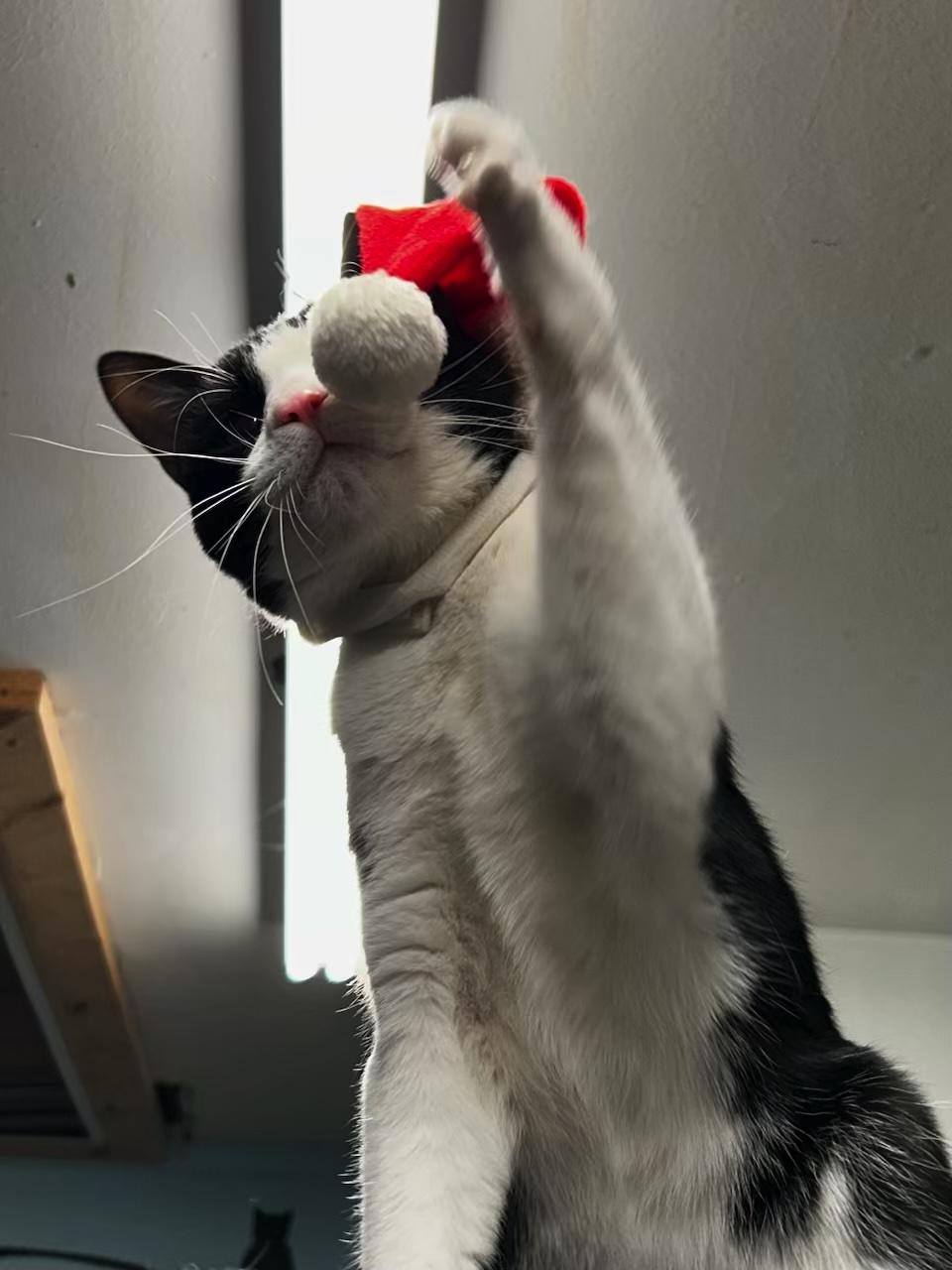 Enlarge Liam, a ADOPTABLE Domestic Short Hair in Reeds Spring, MO image 1/1