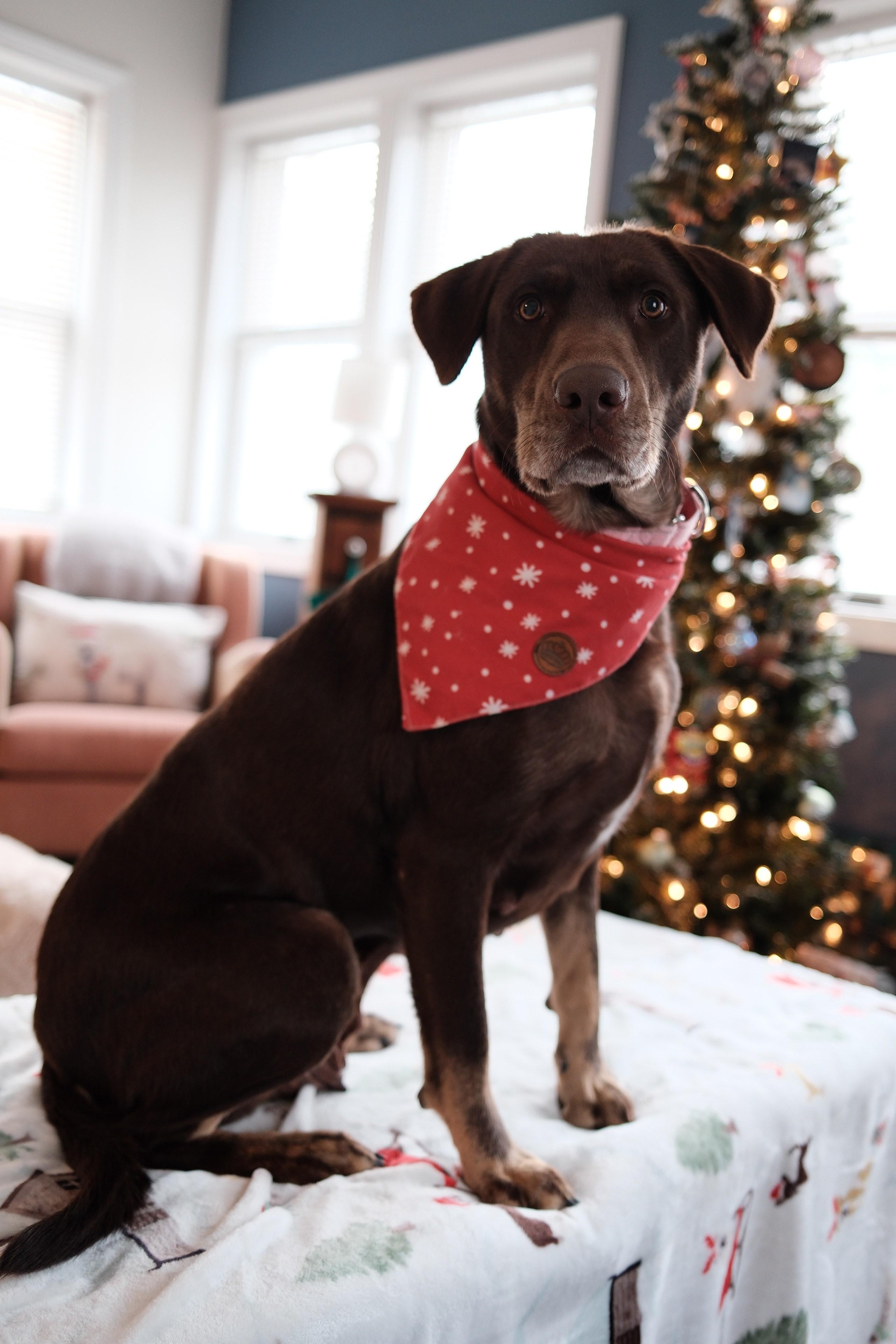 Honey Zodiac Momma ~ thumbnail 2