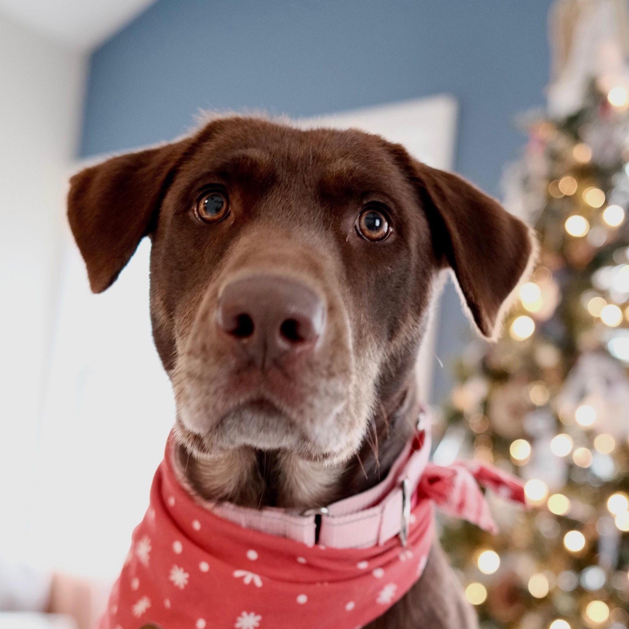 Honey Zodiac Momma ~