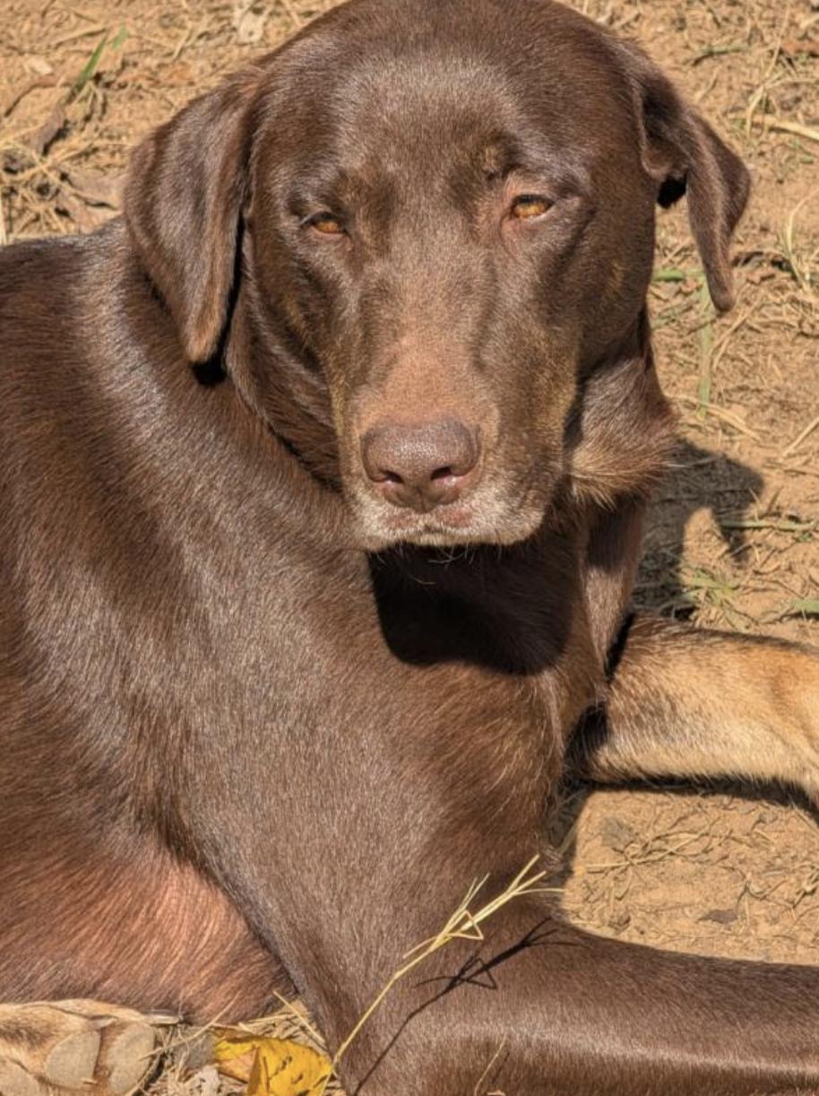 Honey Zodiac Momma ~ thumbnail 7