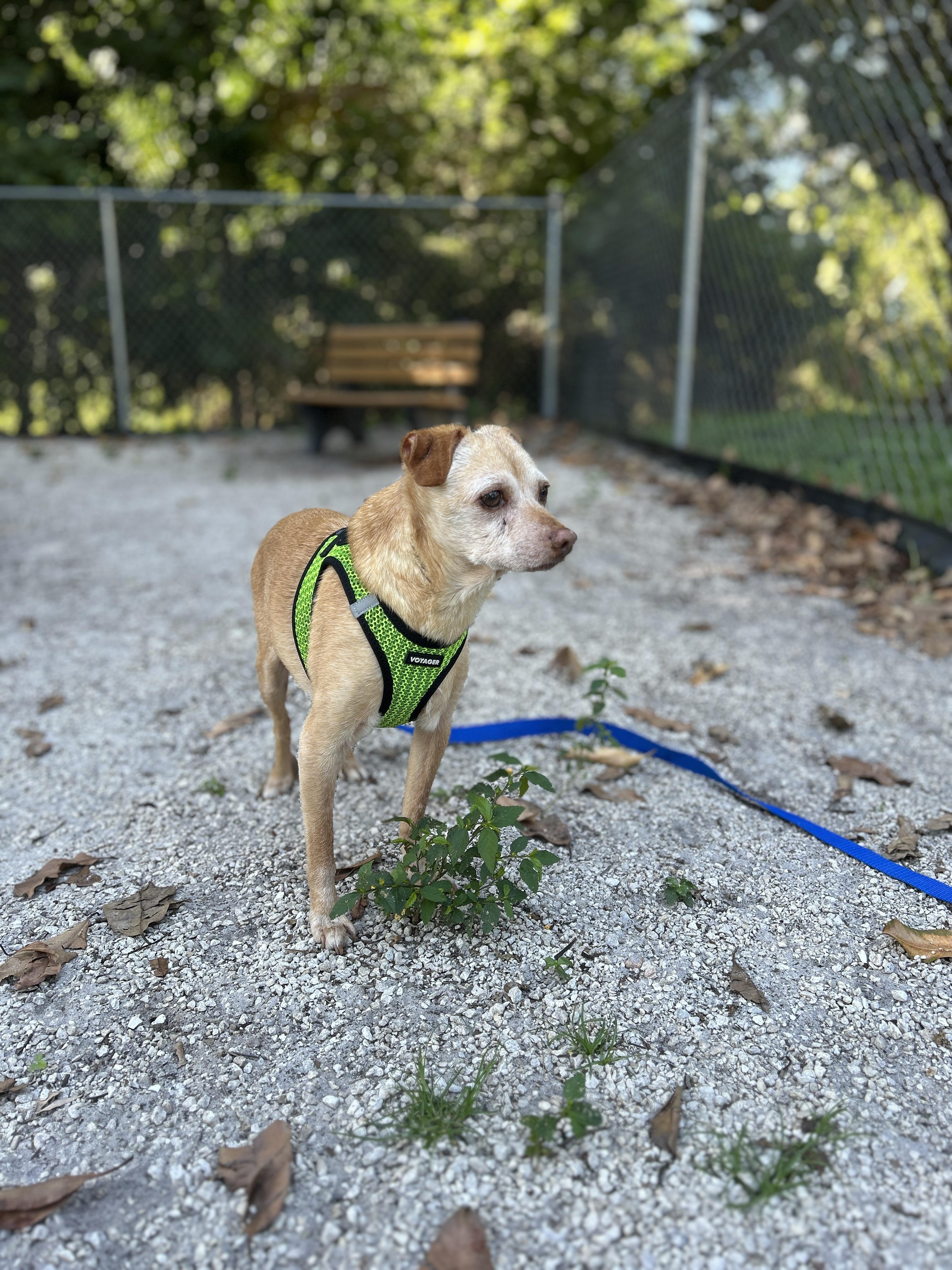 Baja 5592, a Adoptable mixed breed in Boca Raton, FL image 3/5
