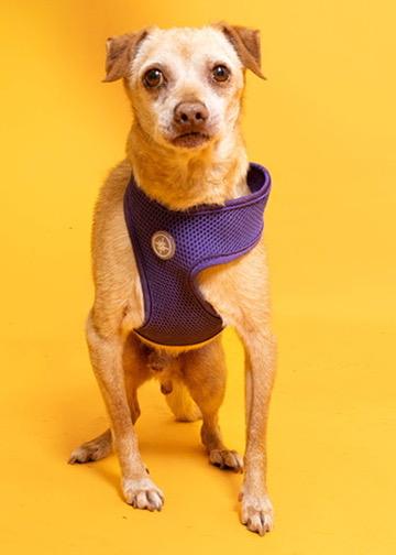 Baja 5592, a Adoptable mixed breed in Boca Raton, FL image 1/5