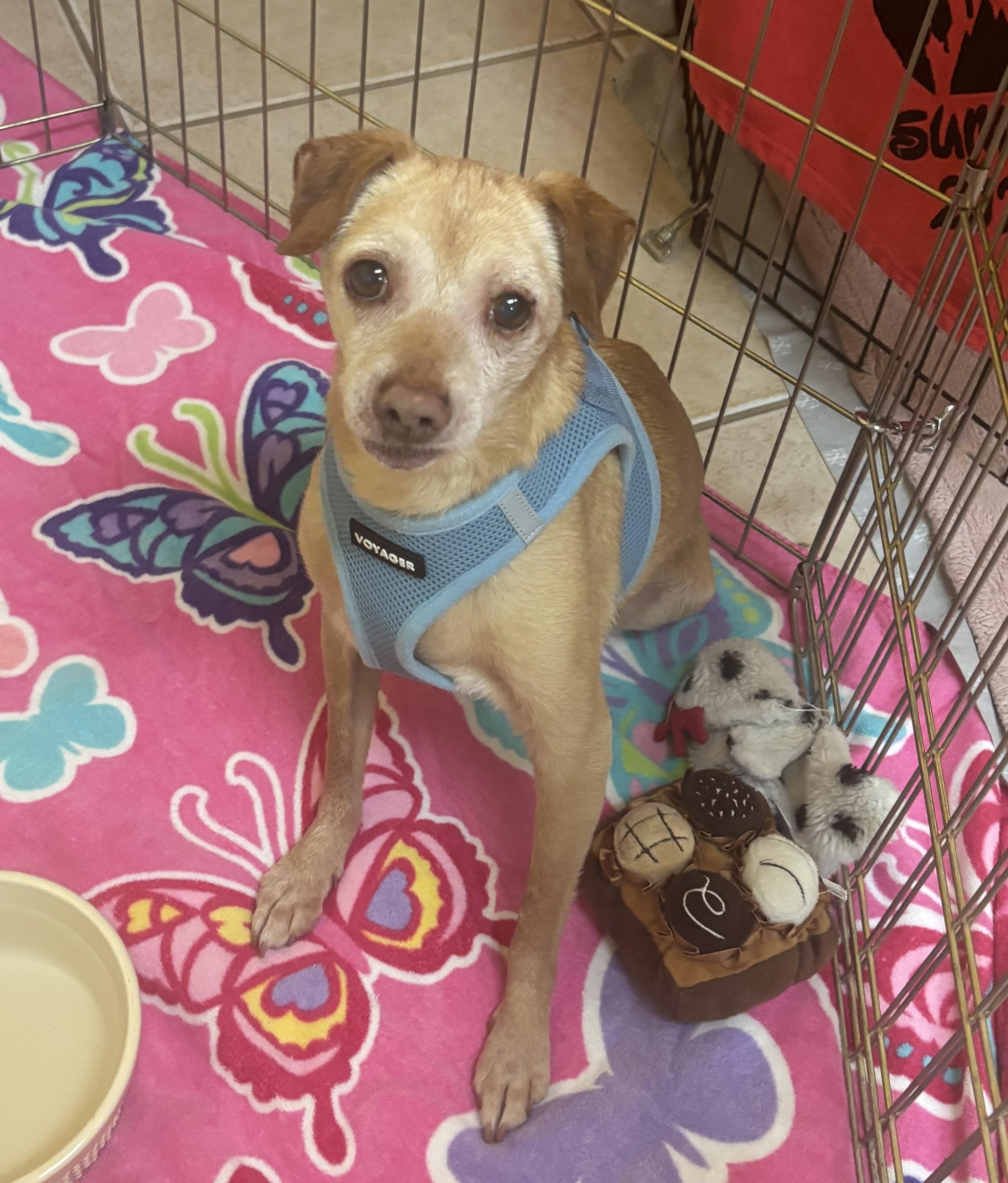 Baja 5592, a Adoptable mixed breed in Boca Raton, FL image 5/5